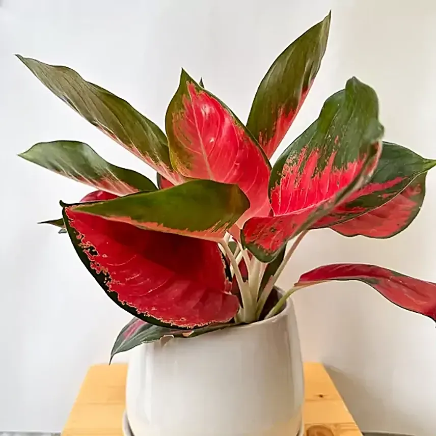 Striking Aglaonema Indoor Plant