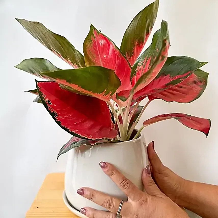 Striking Aglaonema Indoor Plant