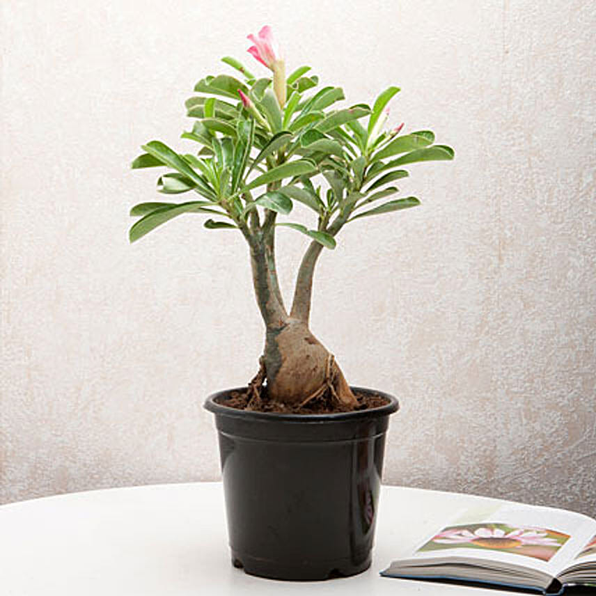 Adenium Desert Rose