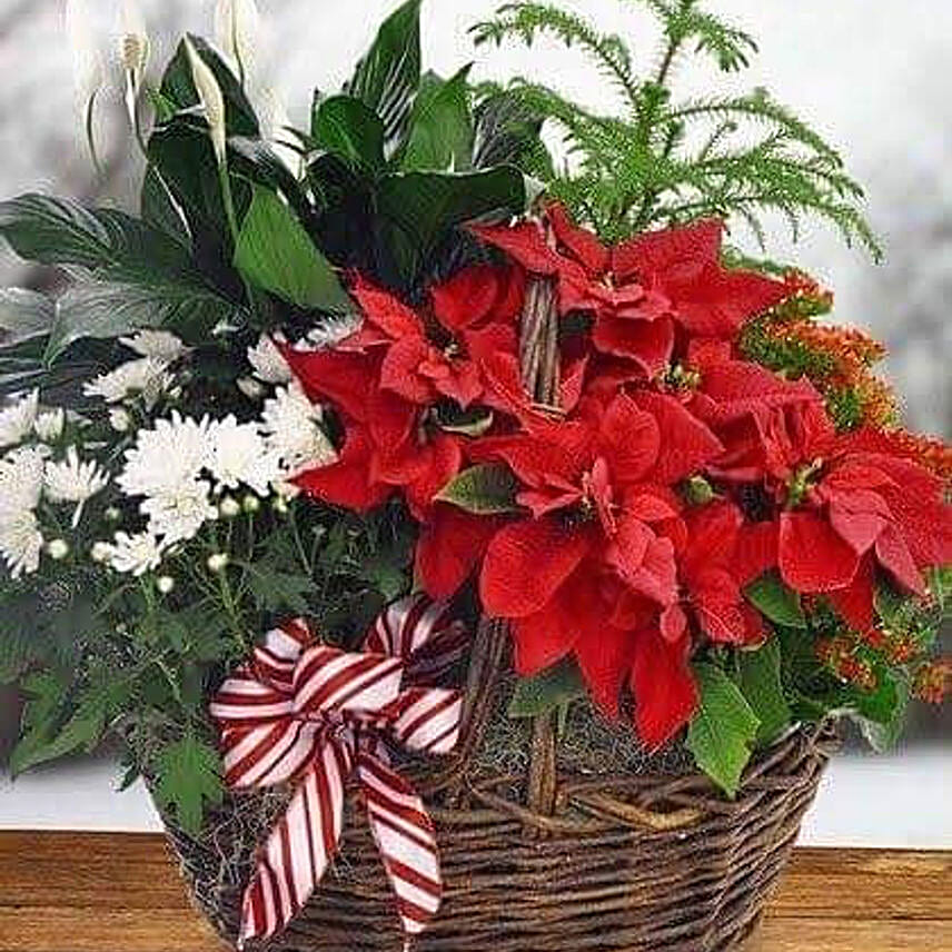 Assorted Flowers and Plants