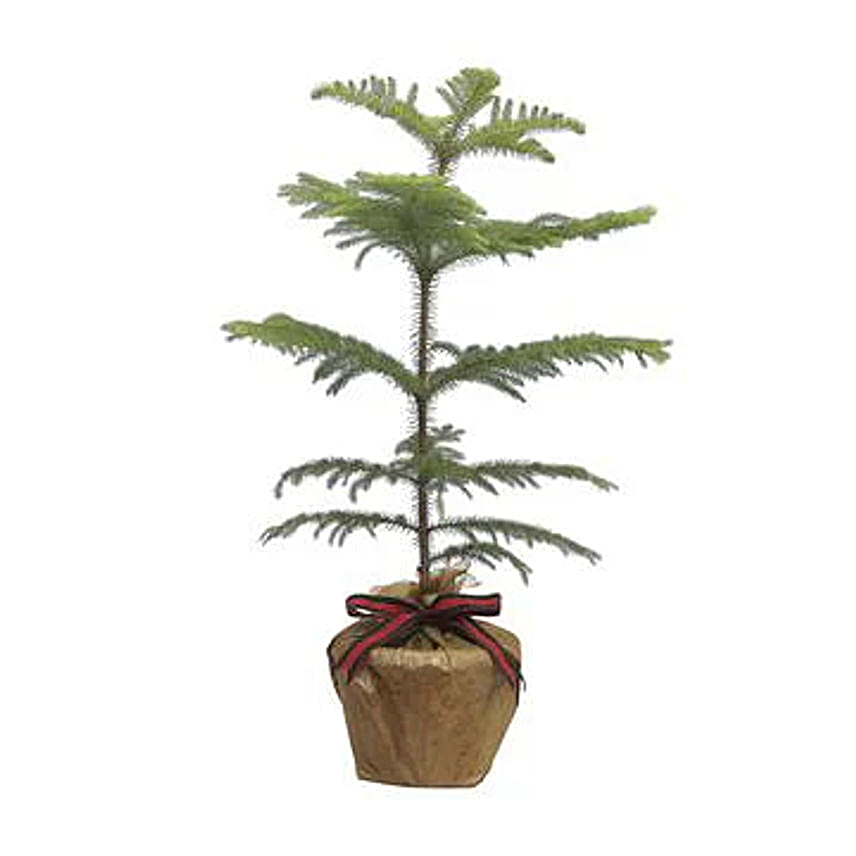 Christmas Plant
