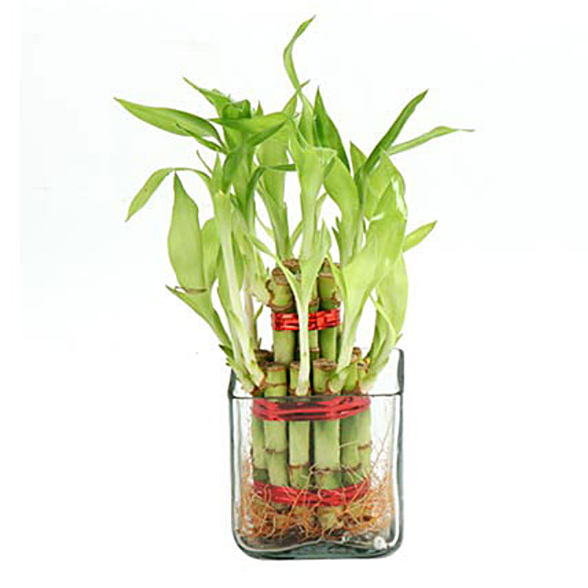 Lucky Bamboo