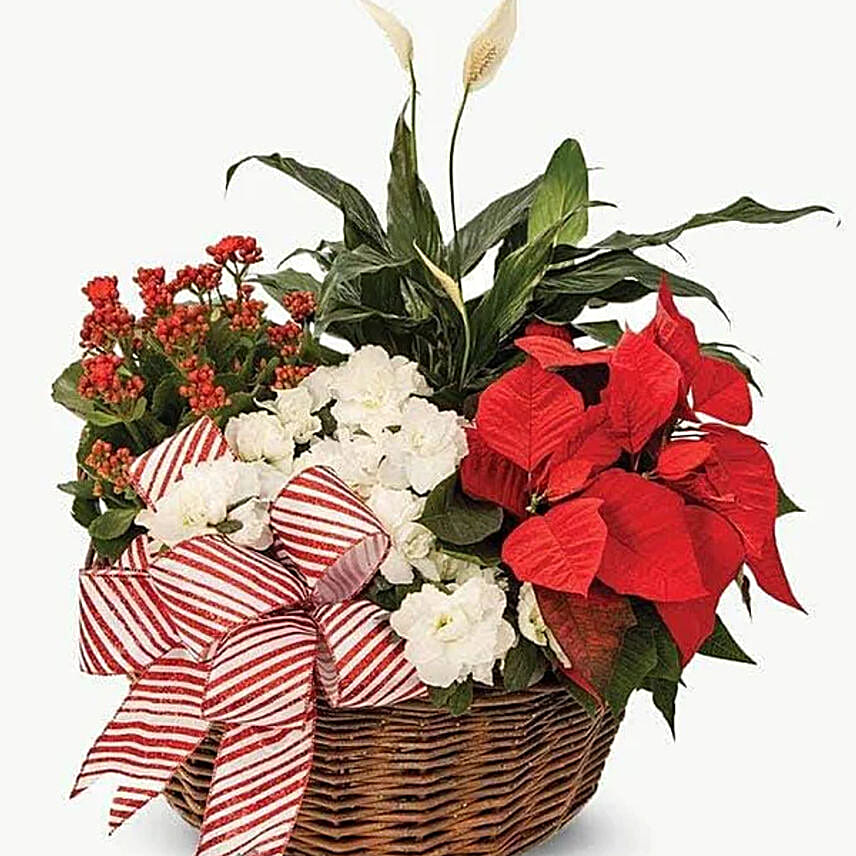 Mixed Holiday Plants