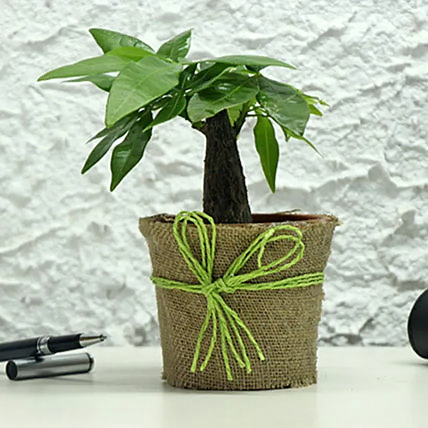 Money Tree