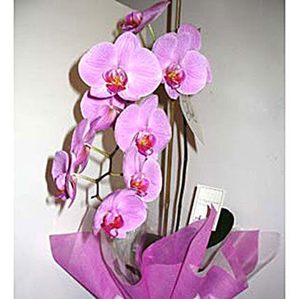 Pot Orchid Plant:Plants  in Philippines
