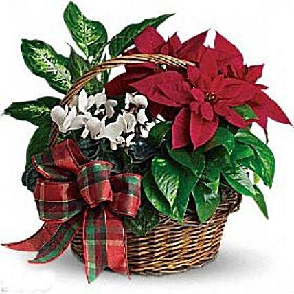 Christmas Special Decorated Plant