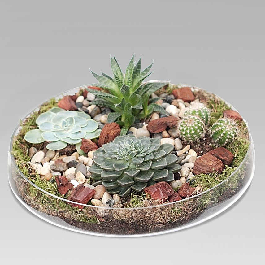 Succulent Plants Glass Tray:Indoor Plants to Qatar