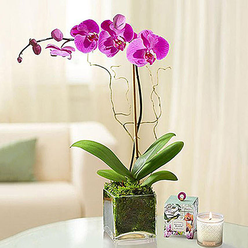 Purple Orchid Plant In Glass Vase:Plants in Qatar