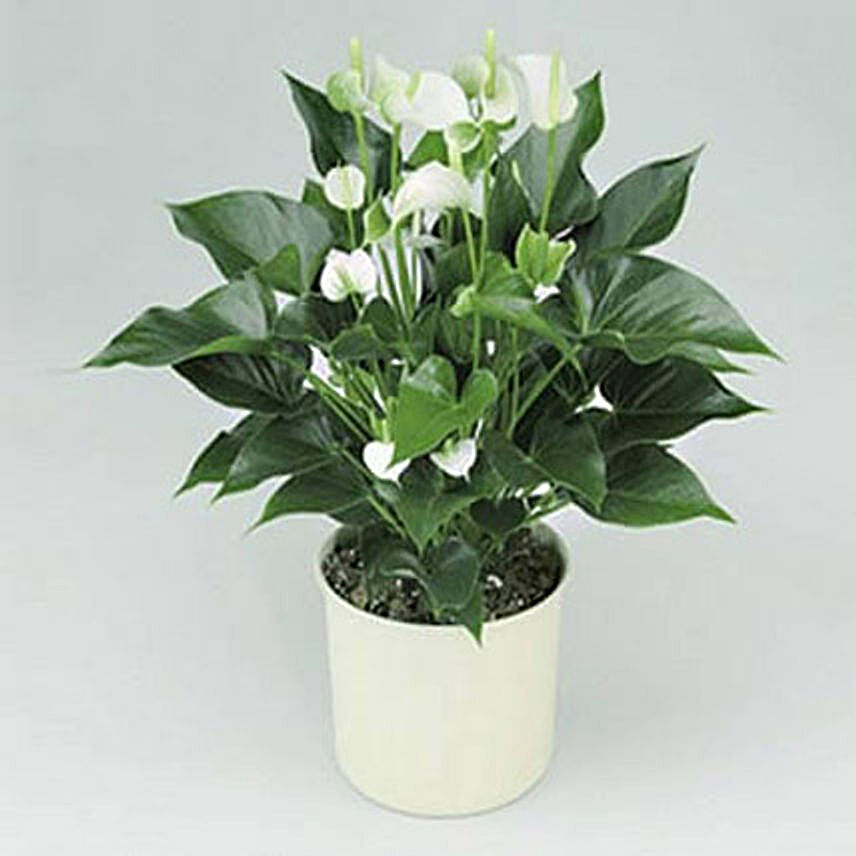 White Anthurium Plant:Get Well Soon Gifts to Qatar