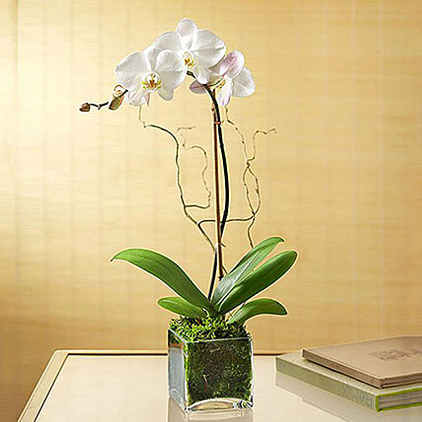 White Orchid Plant In Glass Vase:Plants Delivery in Qatar