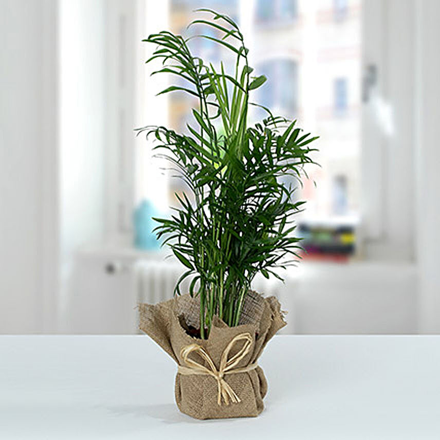 Chamaedorea In Jute Wrapped Plant:Mother's Day Gift Delivery Qatar