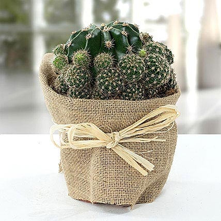 Elegant Cactus With Jute Wrapped Pot