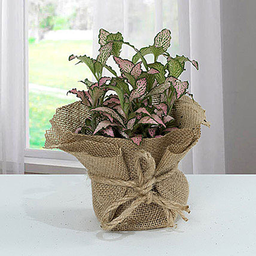 Fittonia Plant With Jute Wrapped Pot:Anniversary Gift Delivery in Qatar