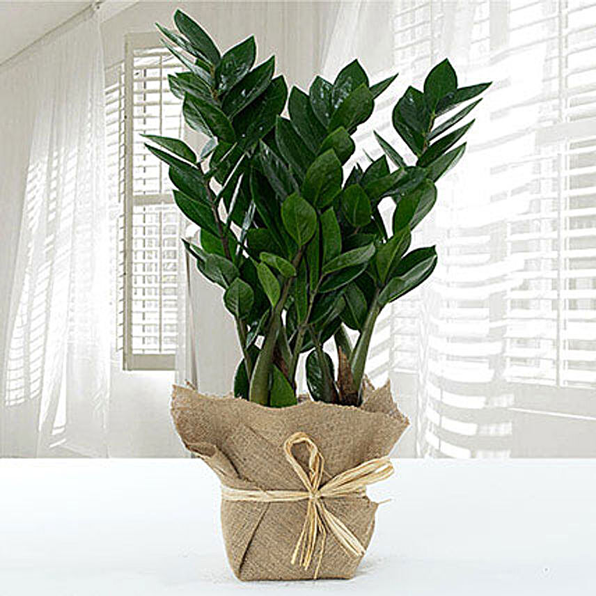 Jute Wrapped Zamia Potted Plant:Plants  in Qatar