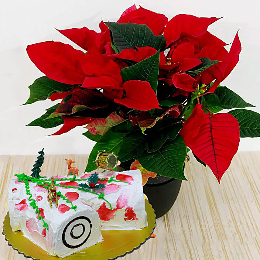 Red Poinsettia Plant with Vanilla Cake