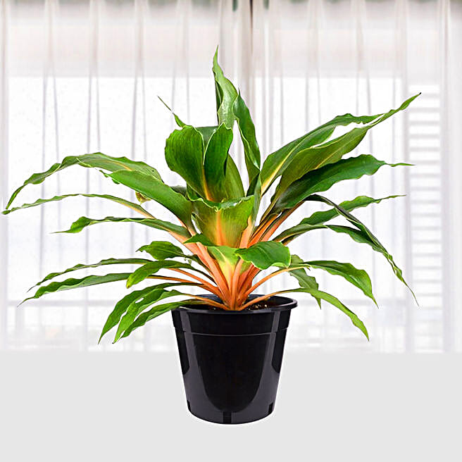 Chlorophytum orchidastrum green orange qatar | Gift Chlorophytum  orchidastrum green orange- FNP