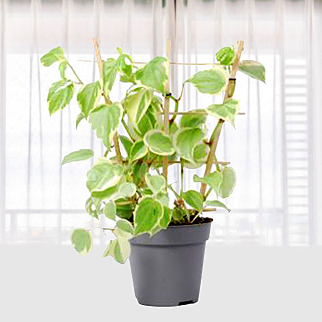 ficus radicans variegata Ficus Radicans Variegated