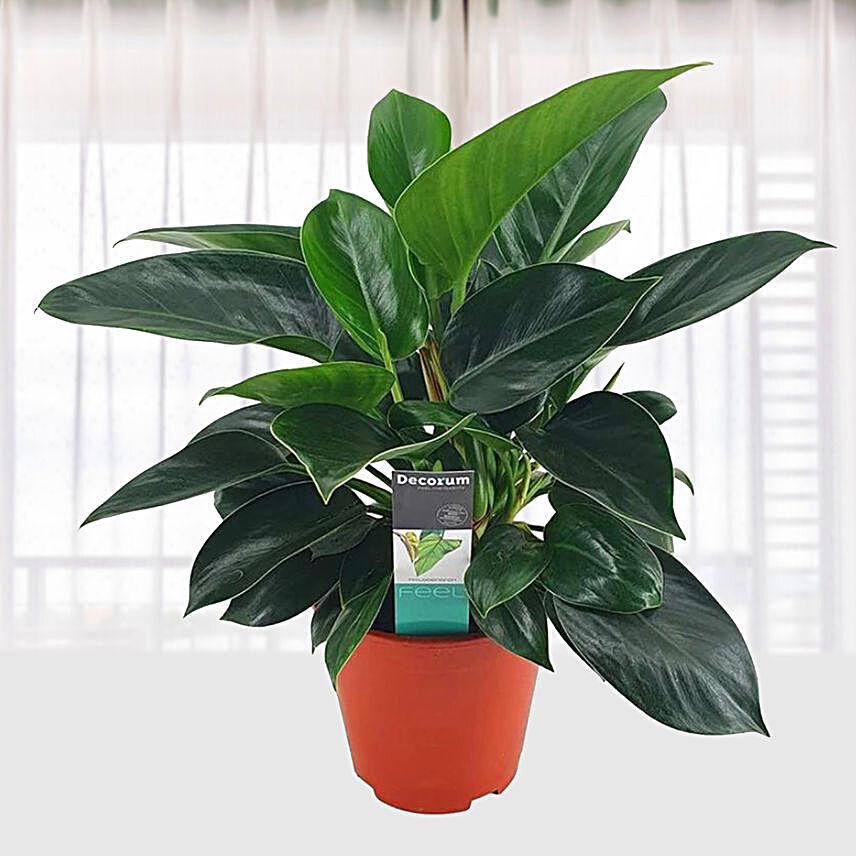 Philodendron Congo Apple