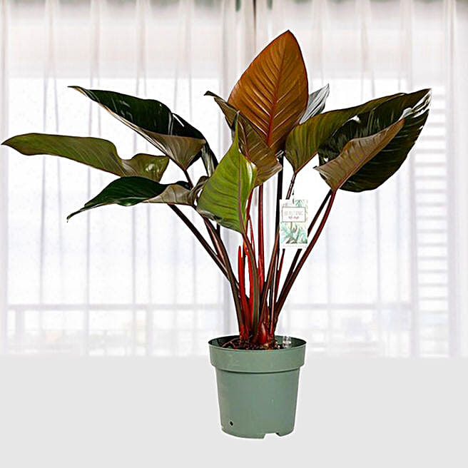 Philodendron Red Beauty qatar | Gift Philodendron Red Beauty- FNP