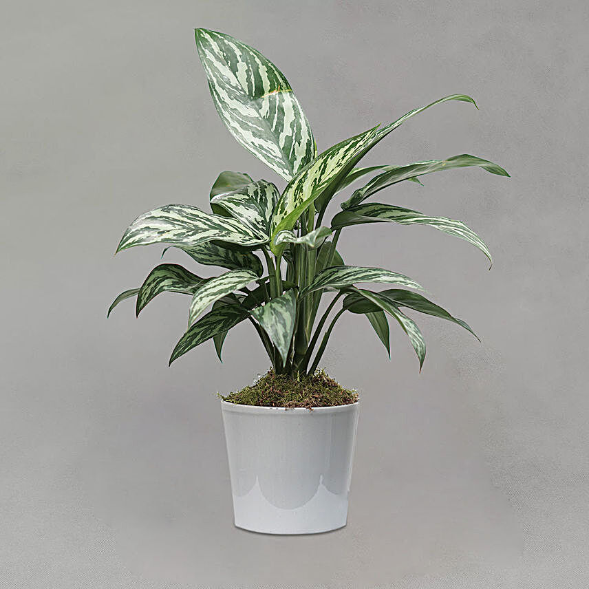 Aglaonema Plant Grey Ceramic Pot