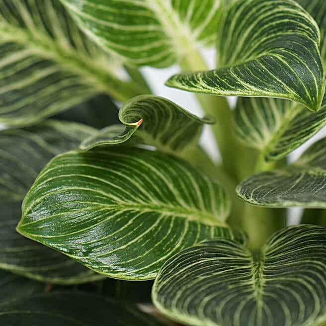 Calathea & Dieffenbachia Camillia Plant Combo qatar | Gift Calathea &  Dieffenbachia Camillia Plant Combo- FNP