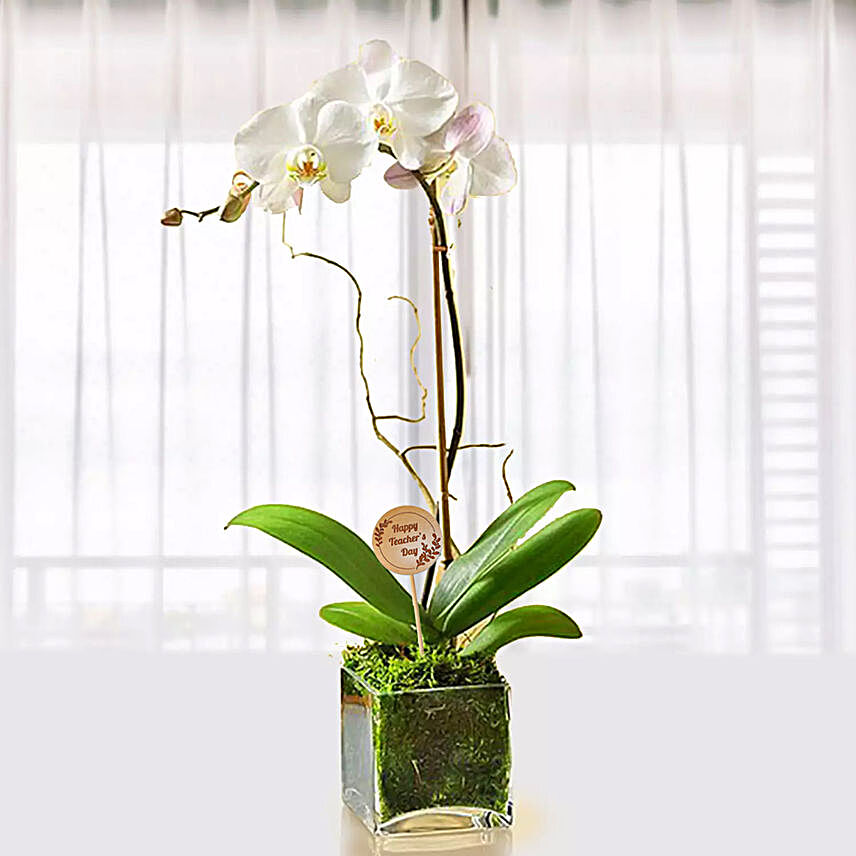 White Orchid Plant In Glass Vase for Teachers