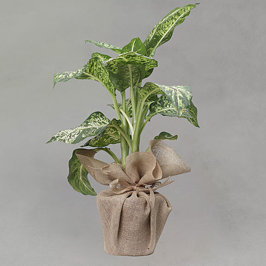 Aglaonema Silver Bay Plant Jute Pot