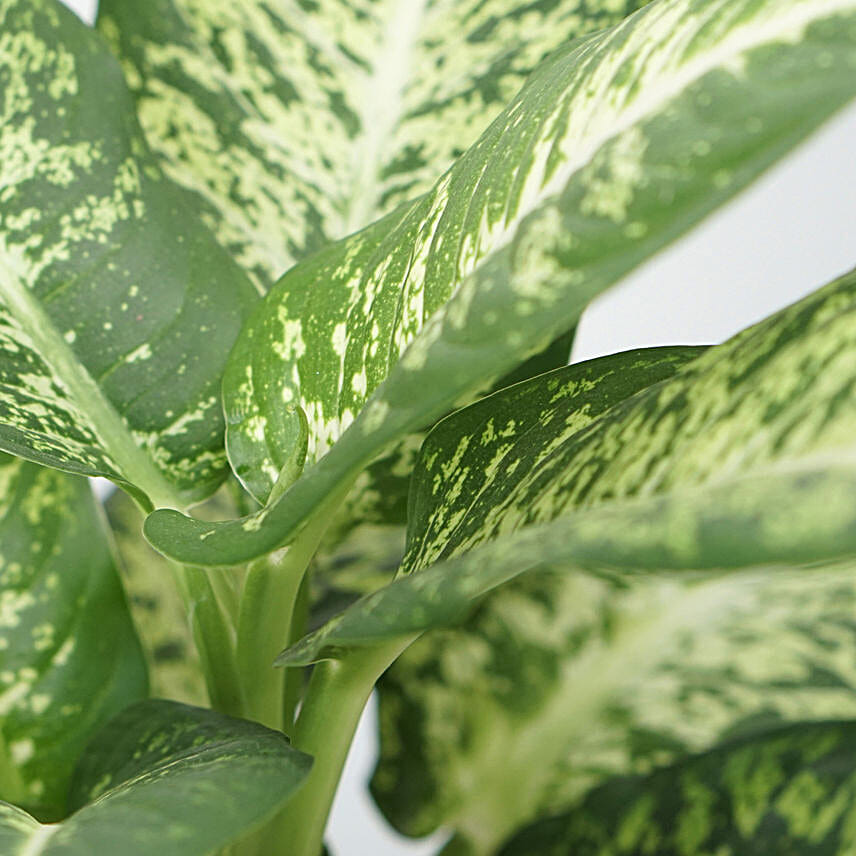 Aglaonema Silver Bay Plant Jute Pot