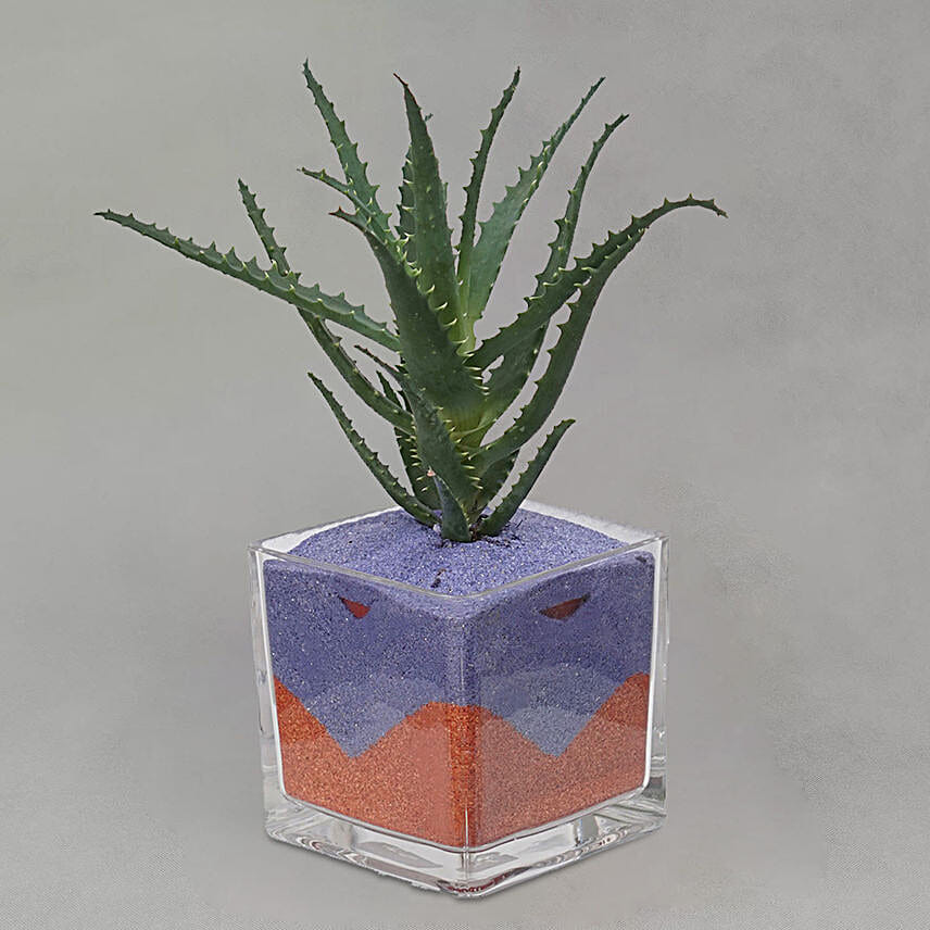 Aloe Arborescens Plant Glass Jar
