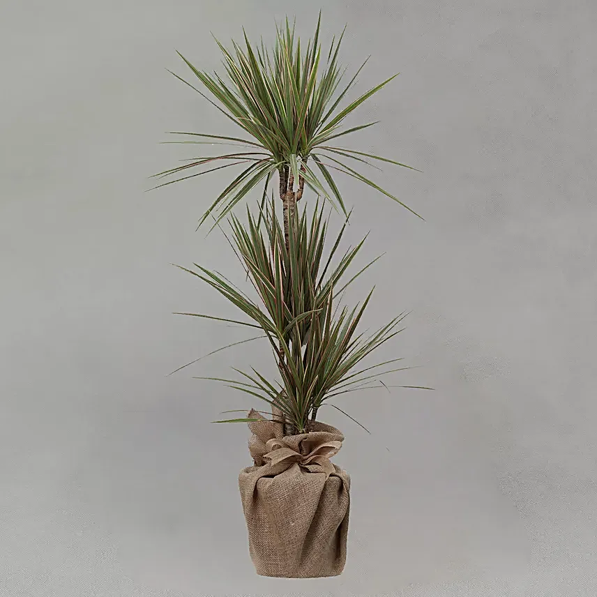 Bicolour Dracaena Marginata Plant Jute Pot
