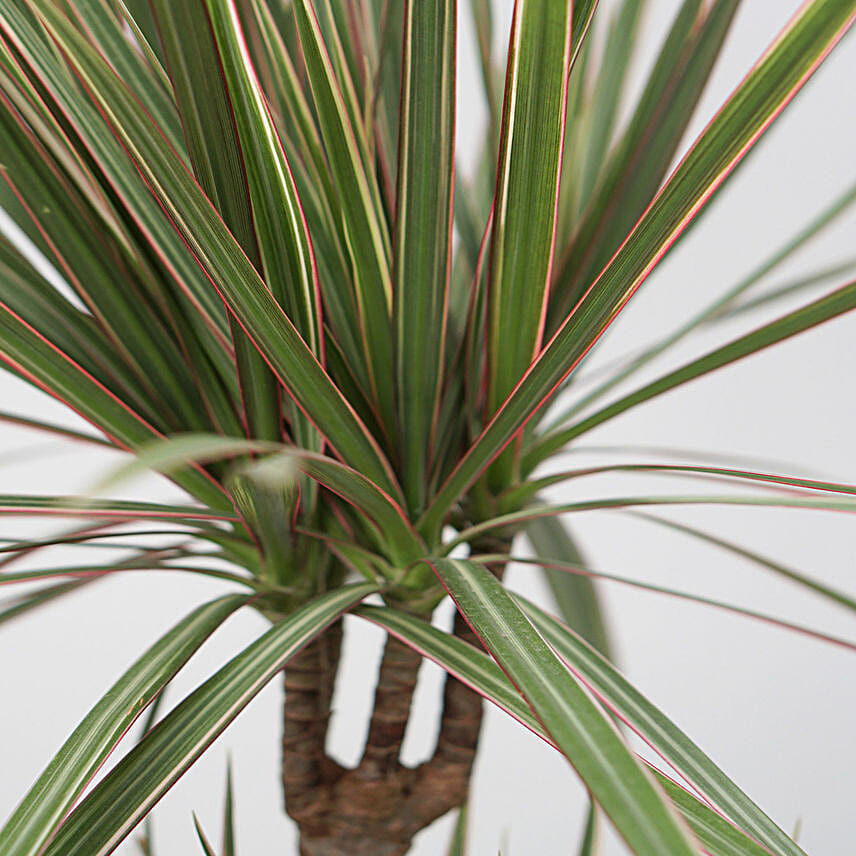 Bicolour Dracaena Marginata Plant Jute Pot