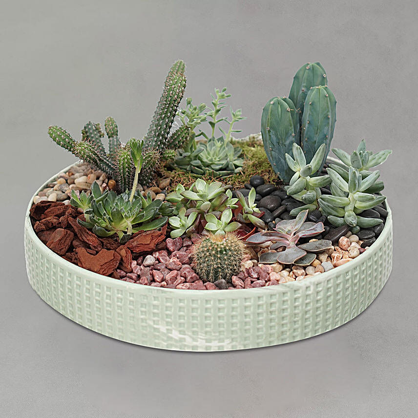 Cactus & Echevieria Plant Big Ceramic Tray