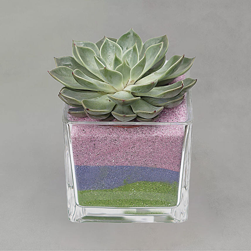Echevieria Plant Square Glass Jar