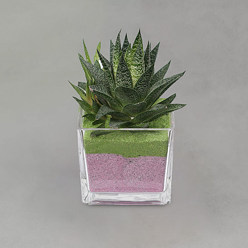Gasteria Flow Plant Square Glass Jar
