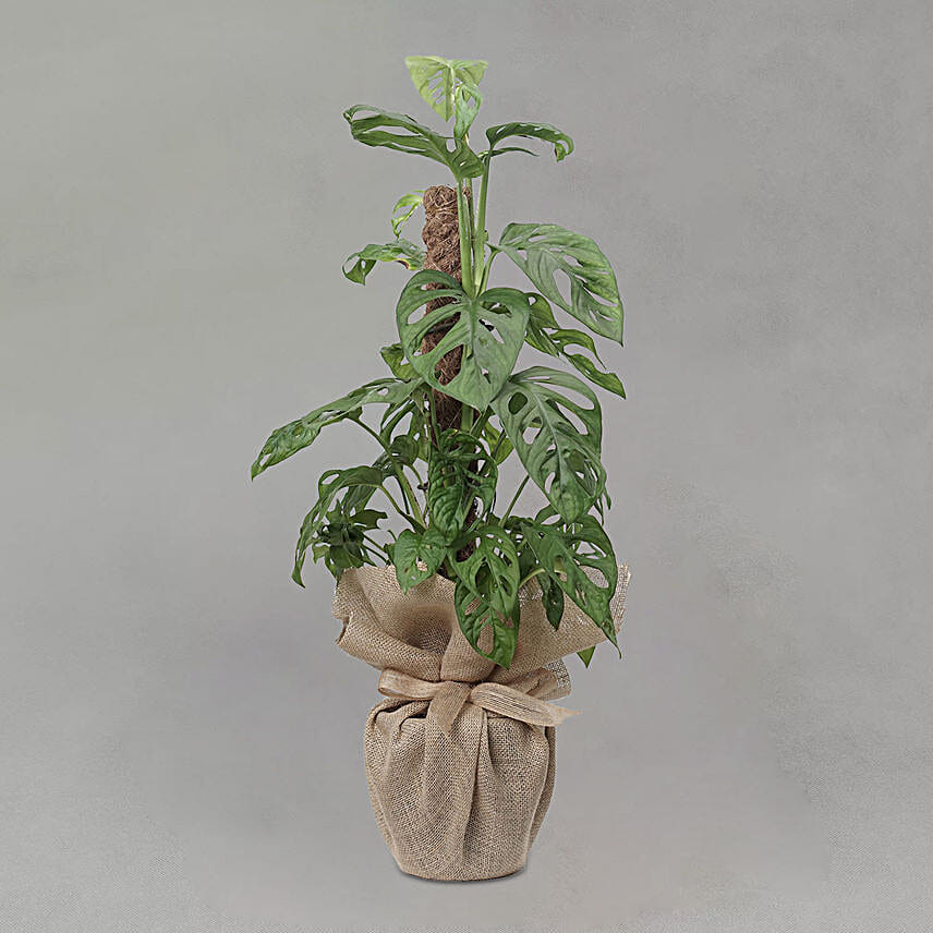 Monstera Obliqua Mosstick Plant
