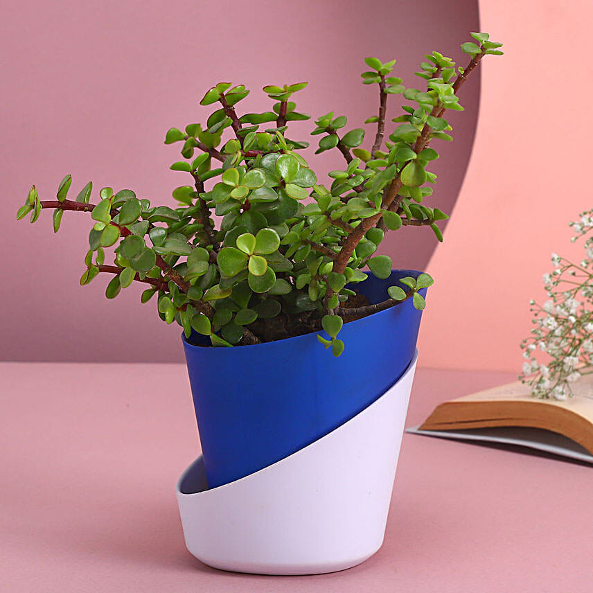 Natural Jade Planter