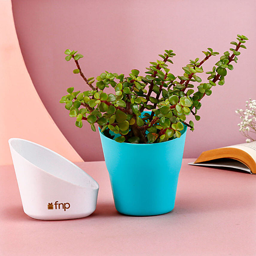 Turquoise Prosperous Jade Plant