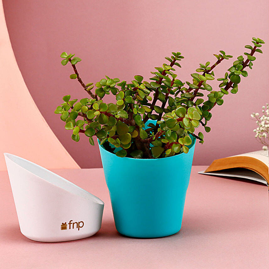 Turquoise Prosperous Jade Plant