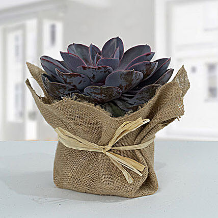 Purple Echeveria Jute Wrapped Plant:Get Well Soon Gifts to Qatar