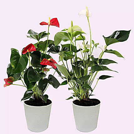 Red And White Anthurium Plants Combo