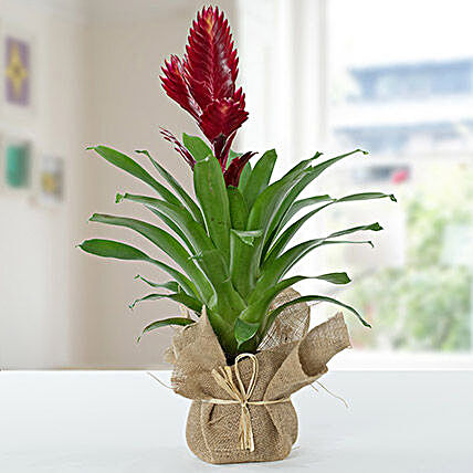 Vriesea Christiane Jute Wrapped Potted Plant