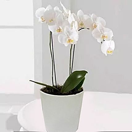 White Phalaenopsis Orchid Plant:Plants in Qatar
