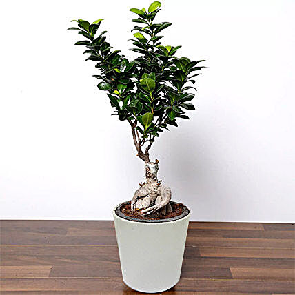 Ficus Bonsai Plant In Ceramic Pot:Plants  in Qatar