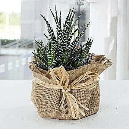 Jute Wrapped Howarthia Plant:Get Well Soon Gifts to Qatar