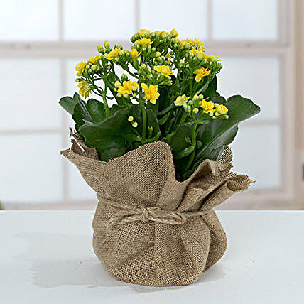 Jute Wrapped Yellow Kalanchoe Plant:Send Get Well Soon Gifts to Qatar