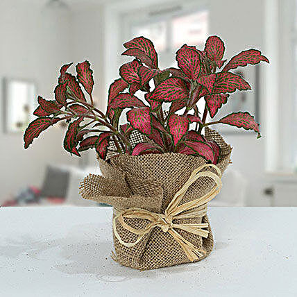 Lovely Fittonia Plant N Jute Wrapped Pot:Send Birthday Gifts to Qatar