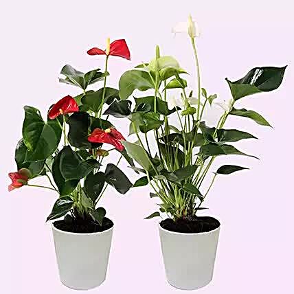 Red & White Anthurium Plants Combo