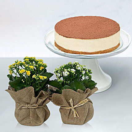 Irresistible Tiramisu Cake With Jute Wrapped Dual Potted Plant