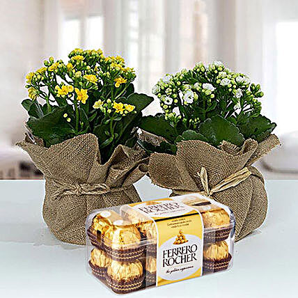Jute Wrapped Plants with Ferrero Rocher:Teachers Day Gifts In Qatar