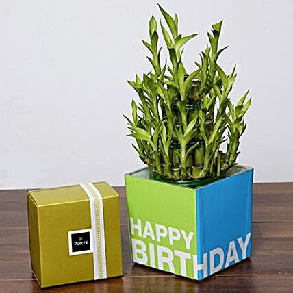 3 Layer Bamboo Plant And Patchi Chocolates For Birthday:combos